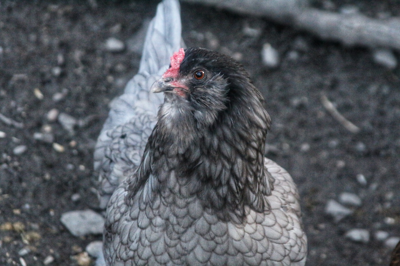 Gallina Ameraucana con barba y mofletes de plumas característicos