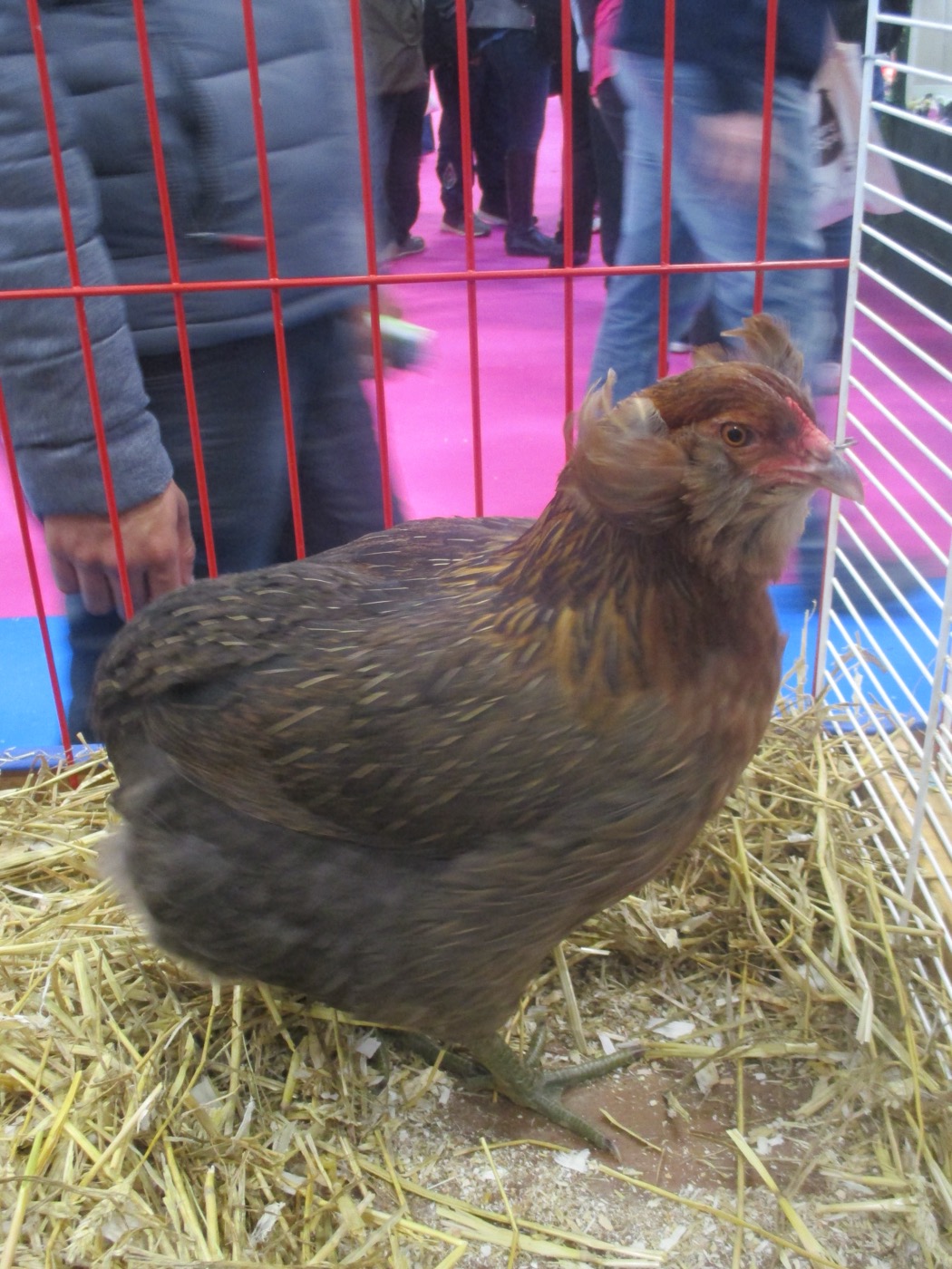 Gallina Araucana con mofletes de plumas y cola reducida, raza originaria de Chile