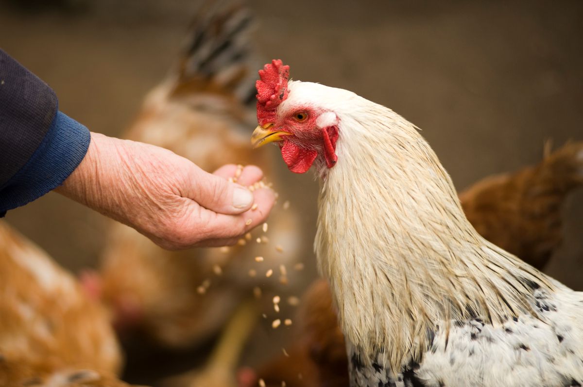 Persona alimentando a mano a sus gallinas en el gallinero