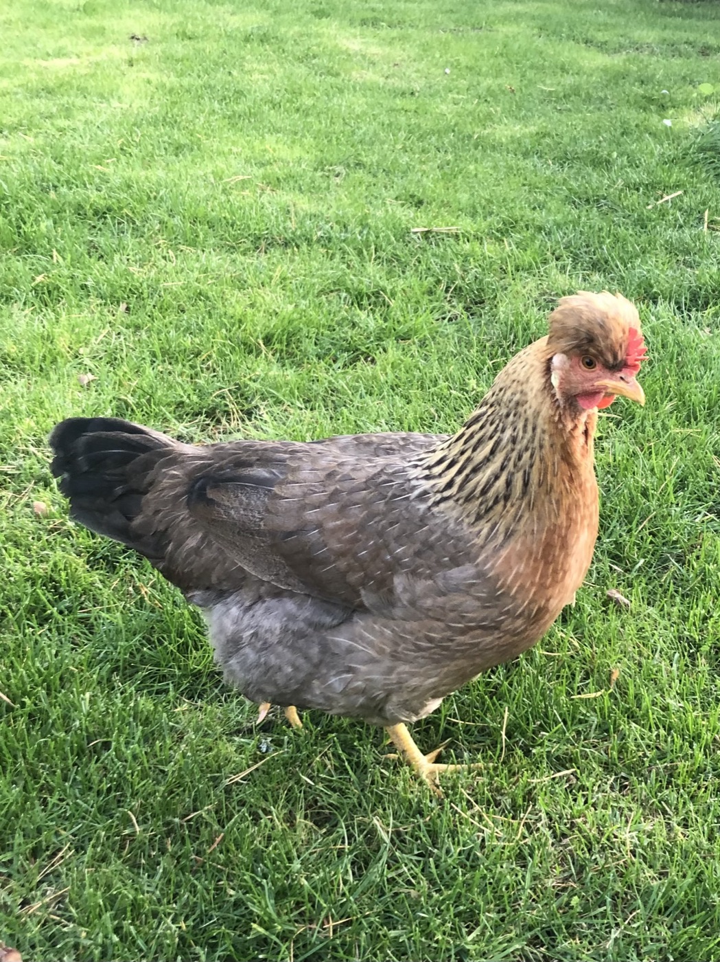 Gallina Cream Legbar con cresta característica y plumaje barrado
