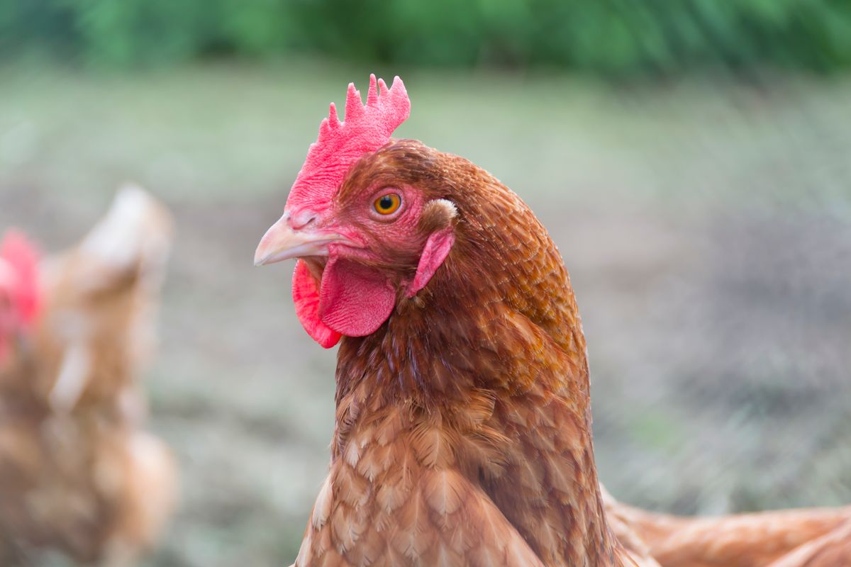 Primer plano de una gallina con cresta de color saludable