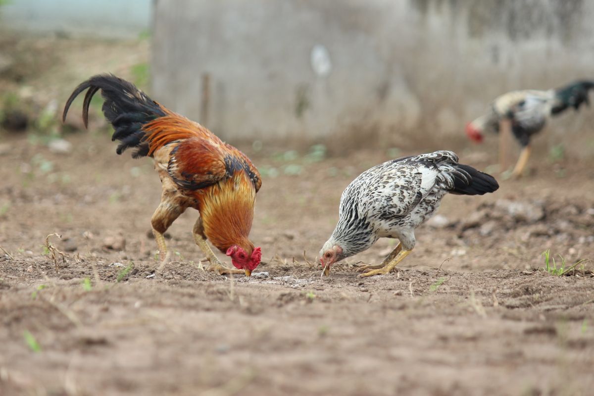 Gallo y gallina picoteando grano en el suelo del gallinero