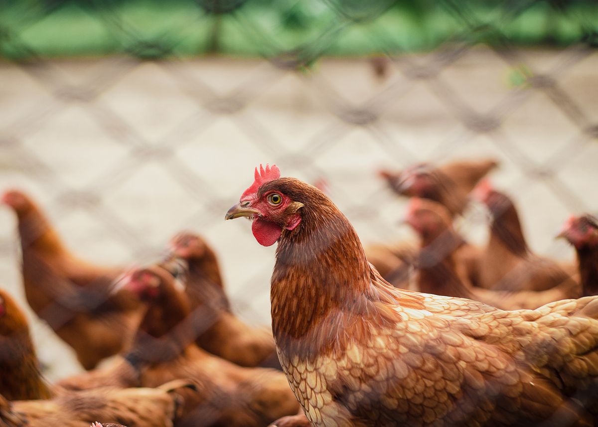 Gallina de corral en un patio trasero