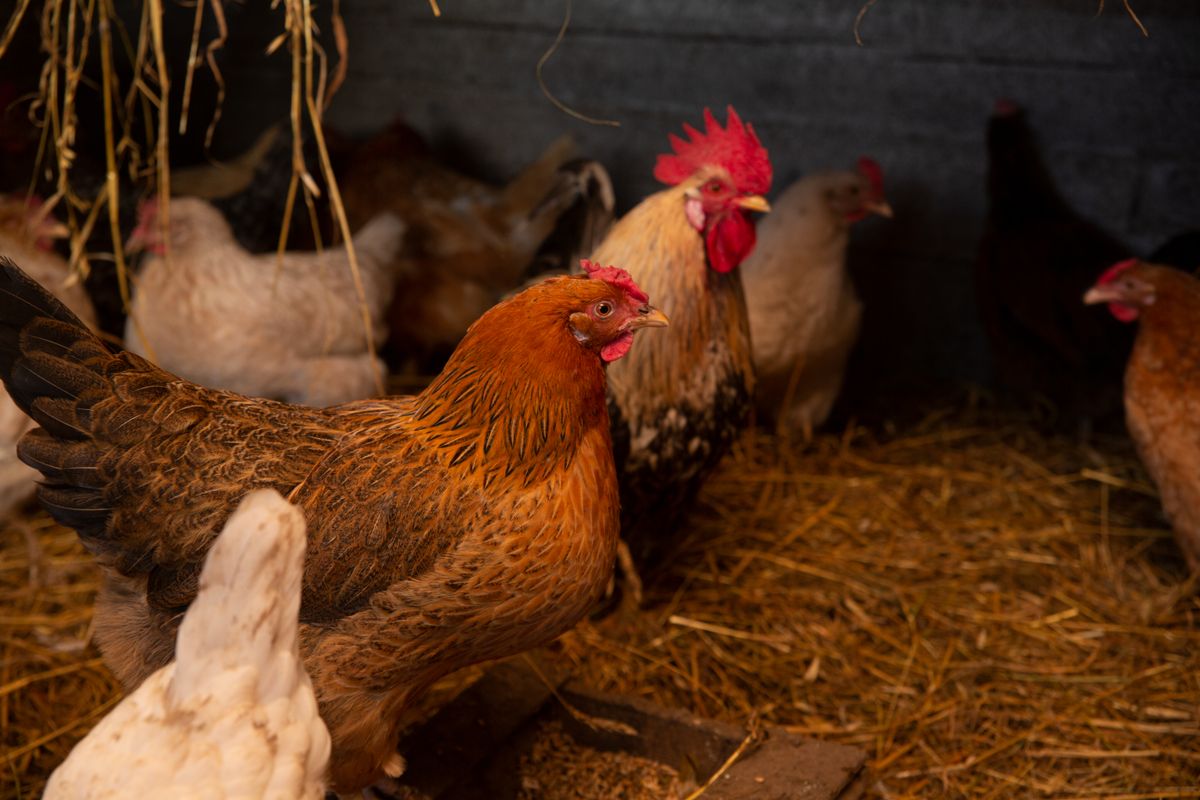 Interior de un gallinero con perchas de madera y gallinas sobre paja
