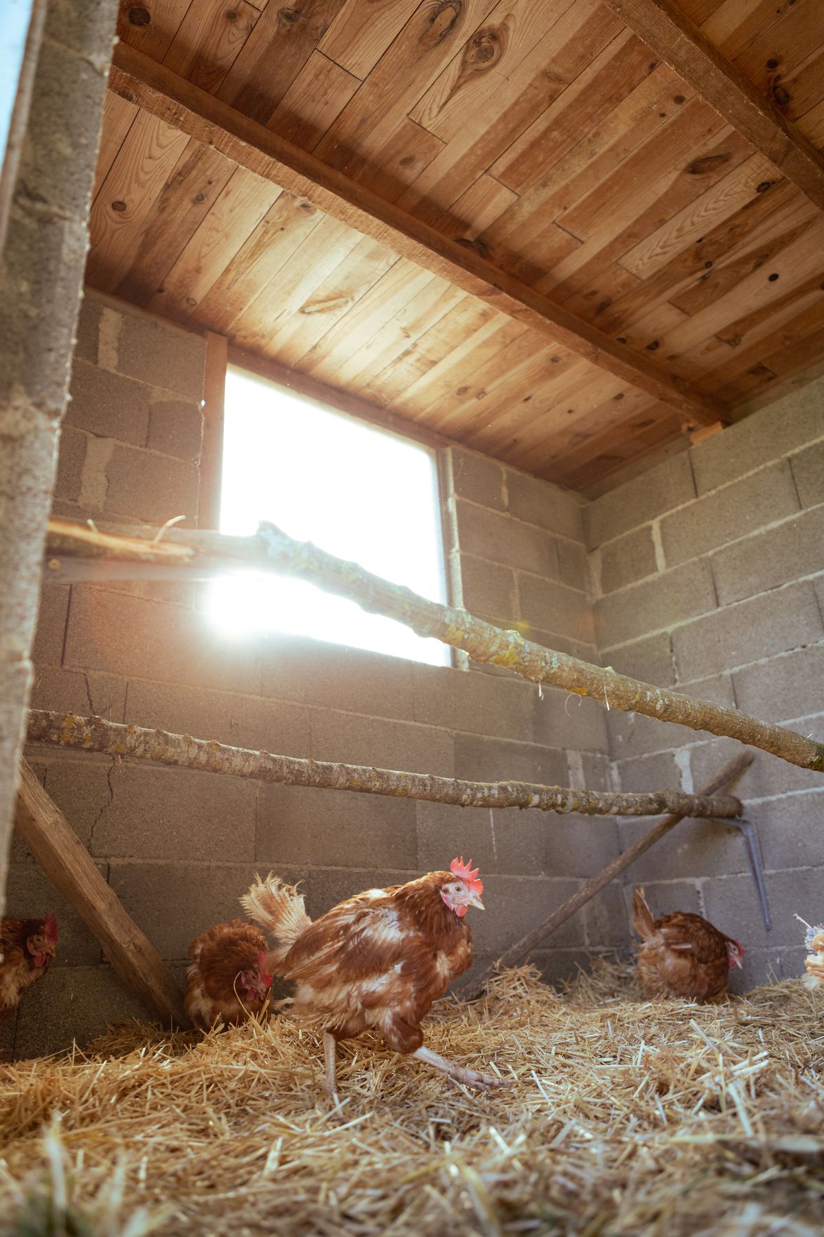 Interior de un gallinero de obra y madera en construcción