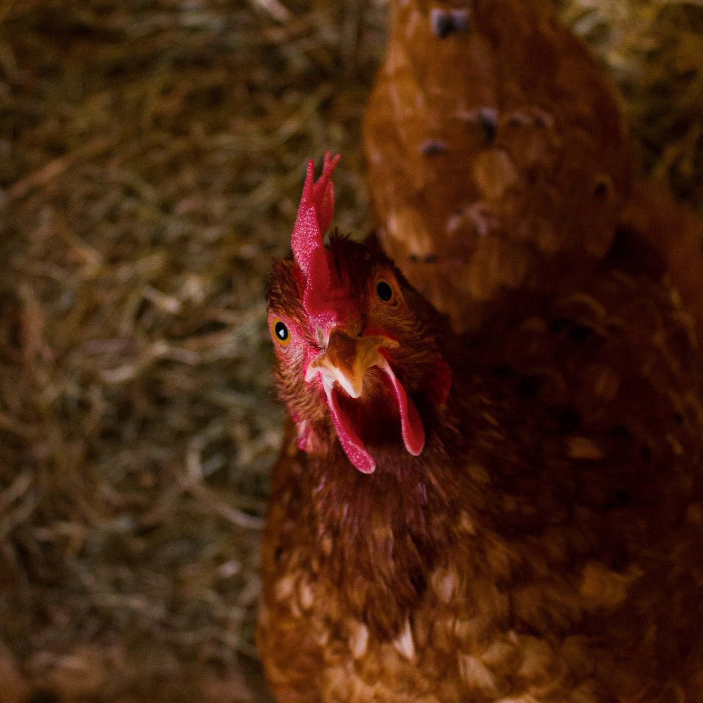 Gallina ISA Brown, híbrida ponedora de plumaje rojizo