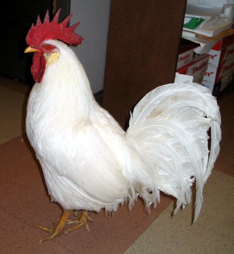 Gallo Leghorn blanco con cresta grande y caída característica