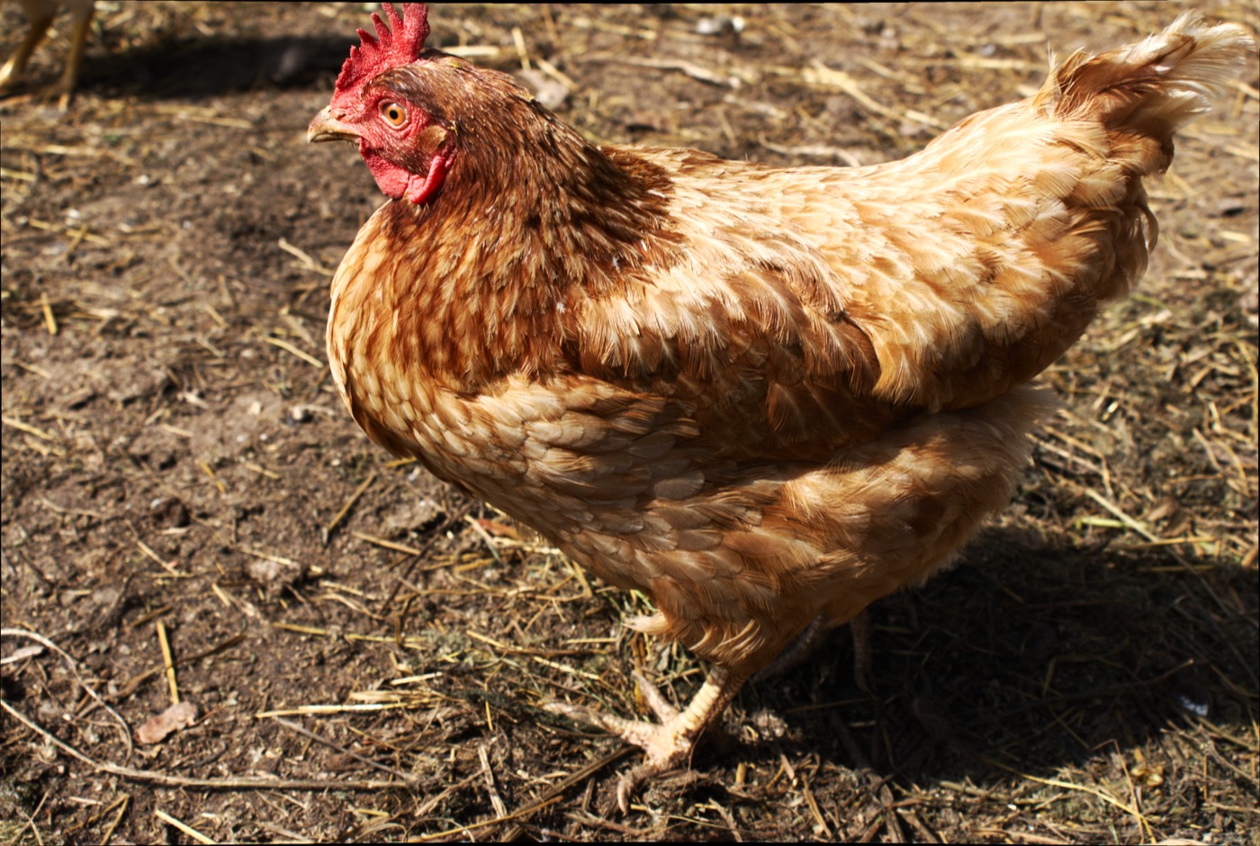 Gallina Lohmann Brown de plumaje marrón claro, híbrida ponedora