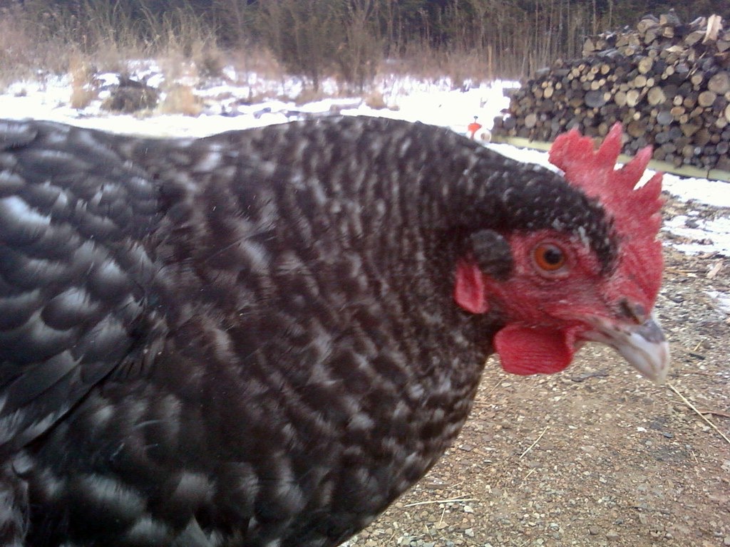 Gallina Marans variedad cuckoo, con plumaje veteado en gris y negro