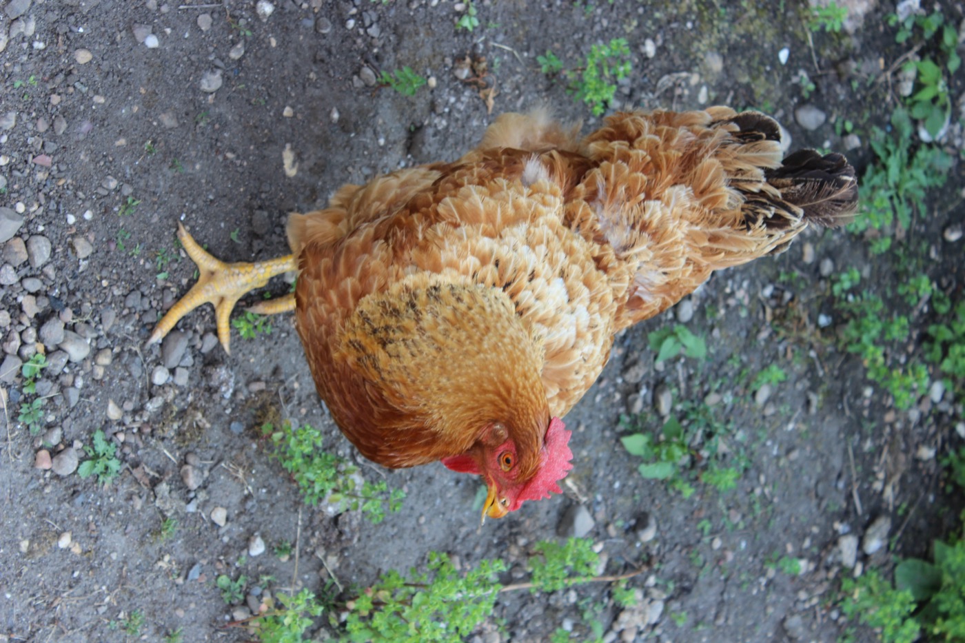 Gallina New Hampshire de plumaje castaño dorado