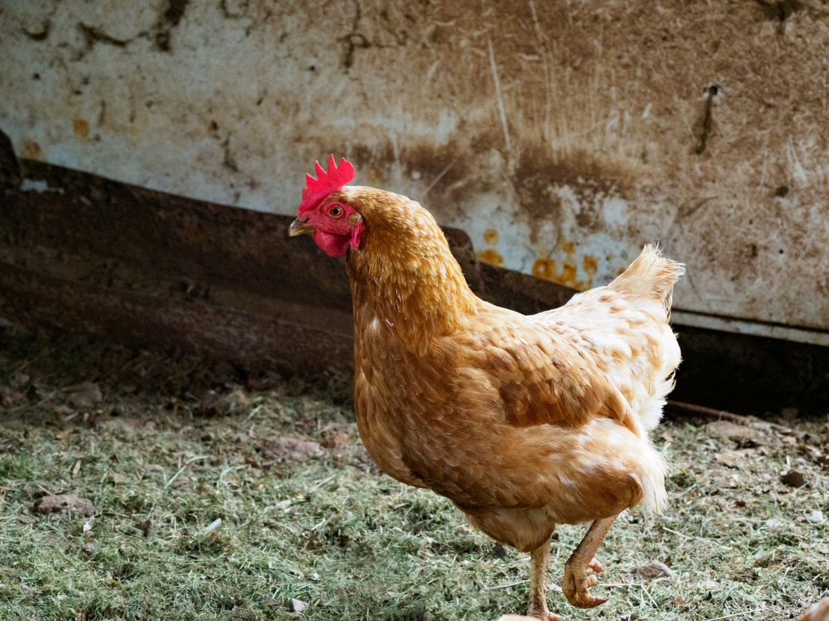 Gallina con sus polluelos caminando por el gallinero