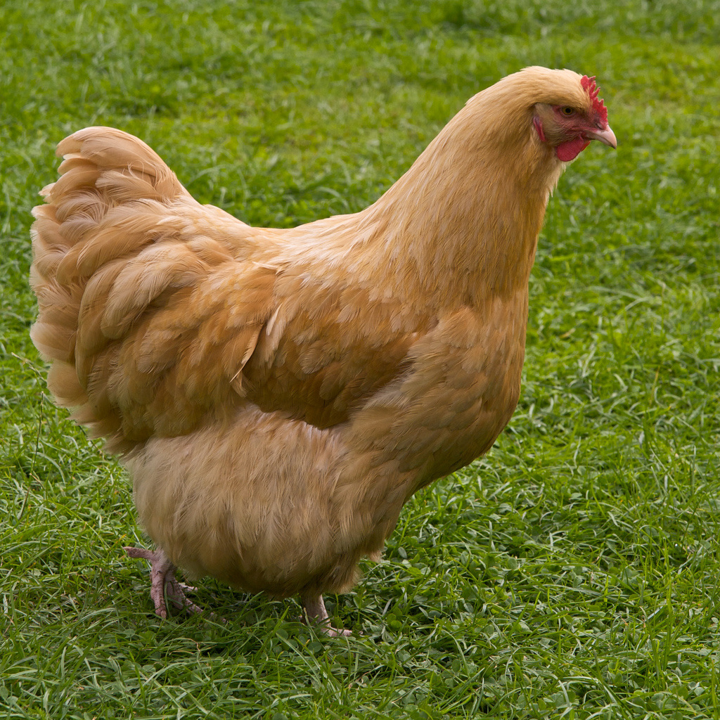 Gallina Orpington Buff de plumaje leonado, cuerpo voluminoso y aspecto mullido