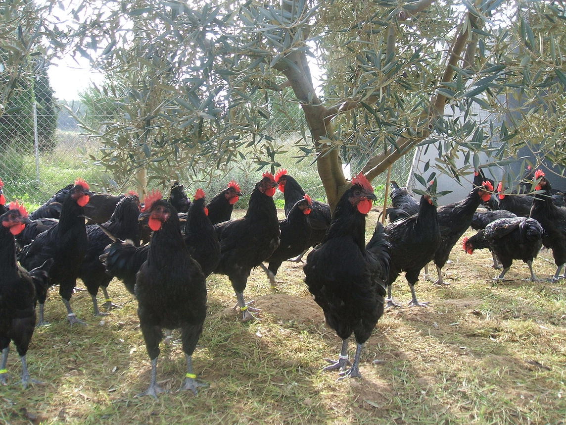 Gallos Penedesenca de plumaje negro y cresta roja, raza autóctona catalana