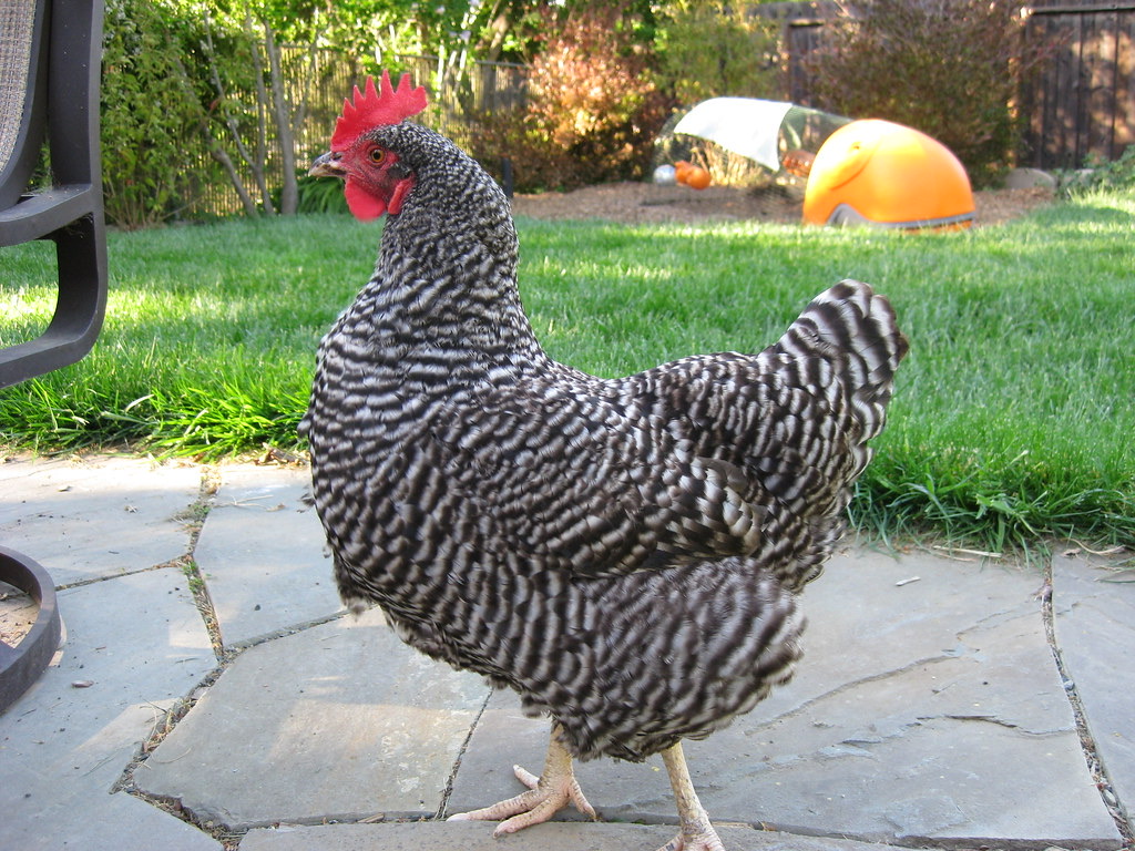 Gallina Plymouth Rock con plumaje barrado en blanco y negro