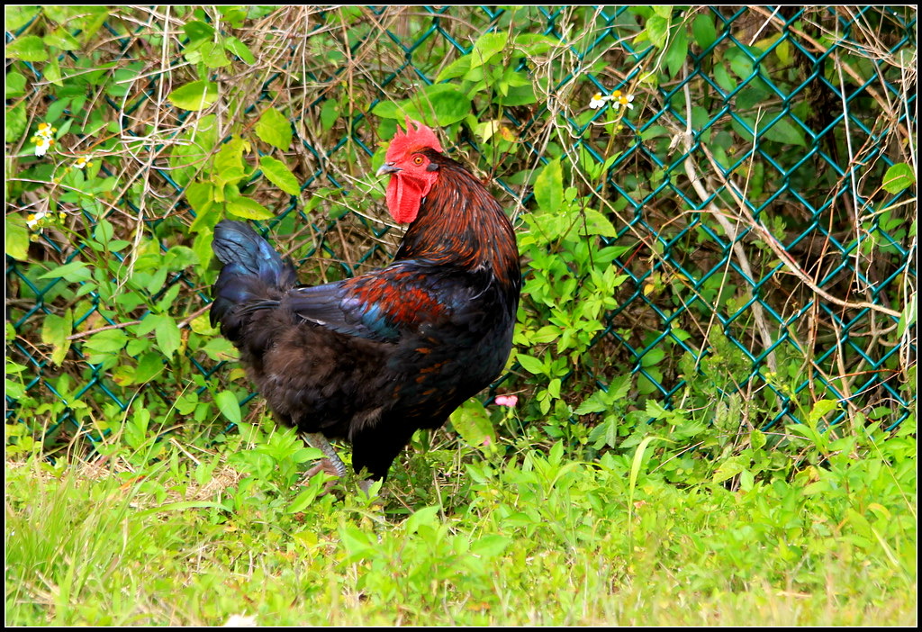Gallo Rhode Island Red de plumaje rojo caoba intenso