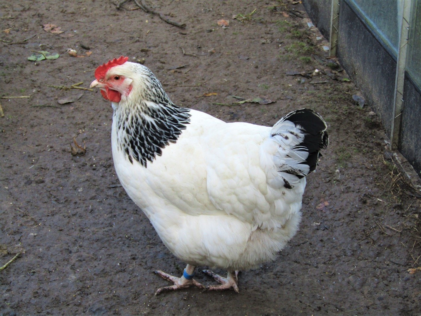 Gallina Sussex de plumaje blanco con collar y cola negros