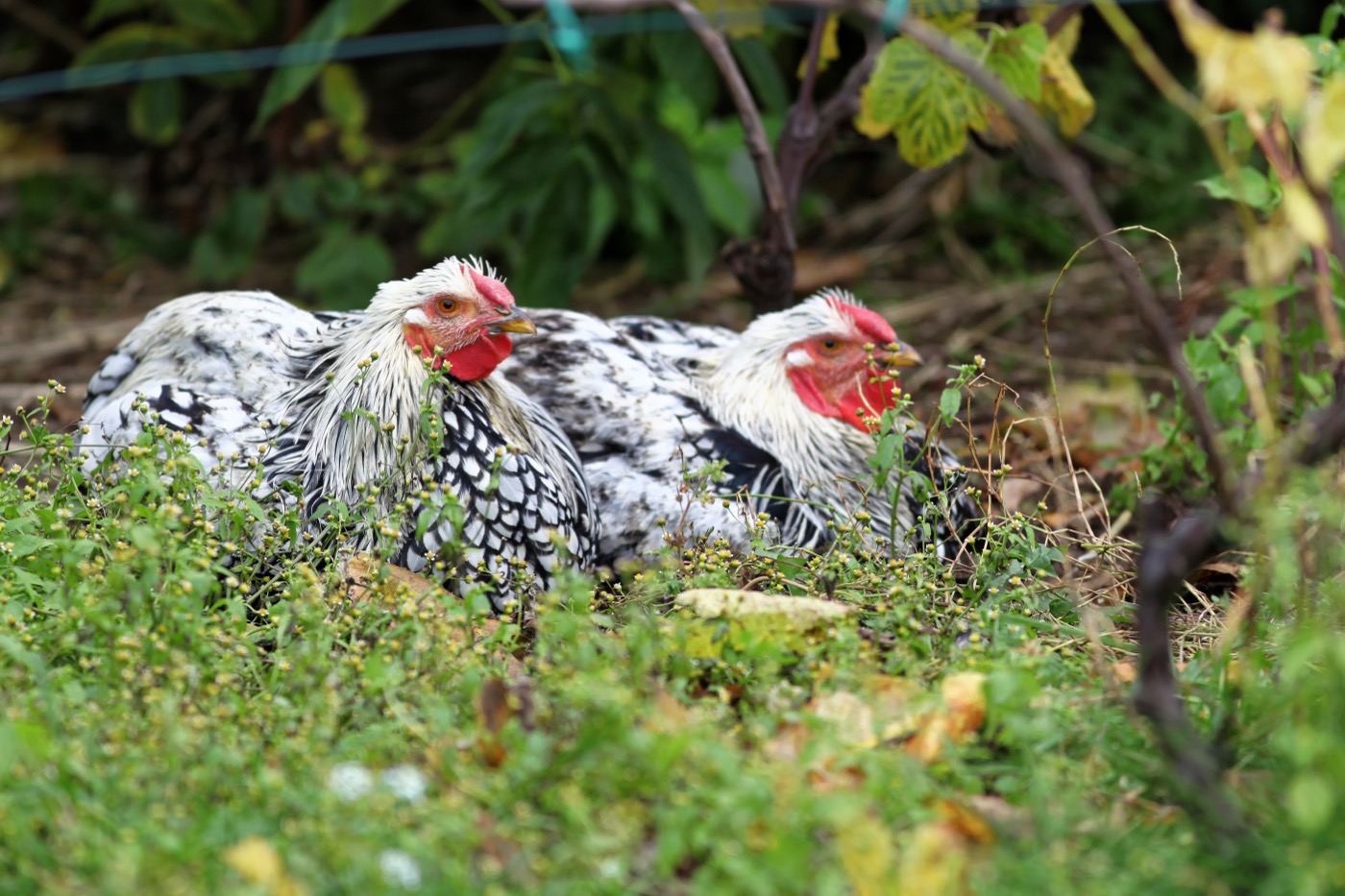 Gallinas Wyandotte plateadas con plumaje festoneado y cresta en roseta