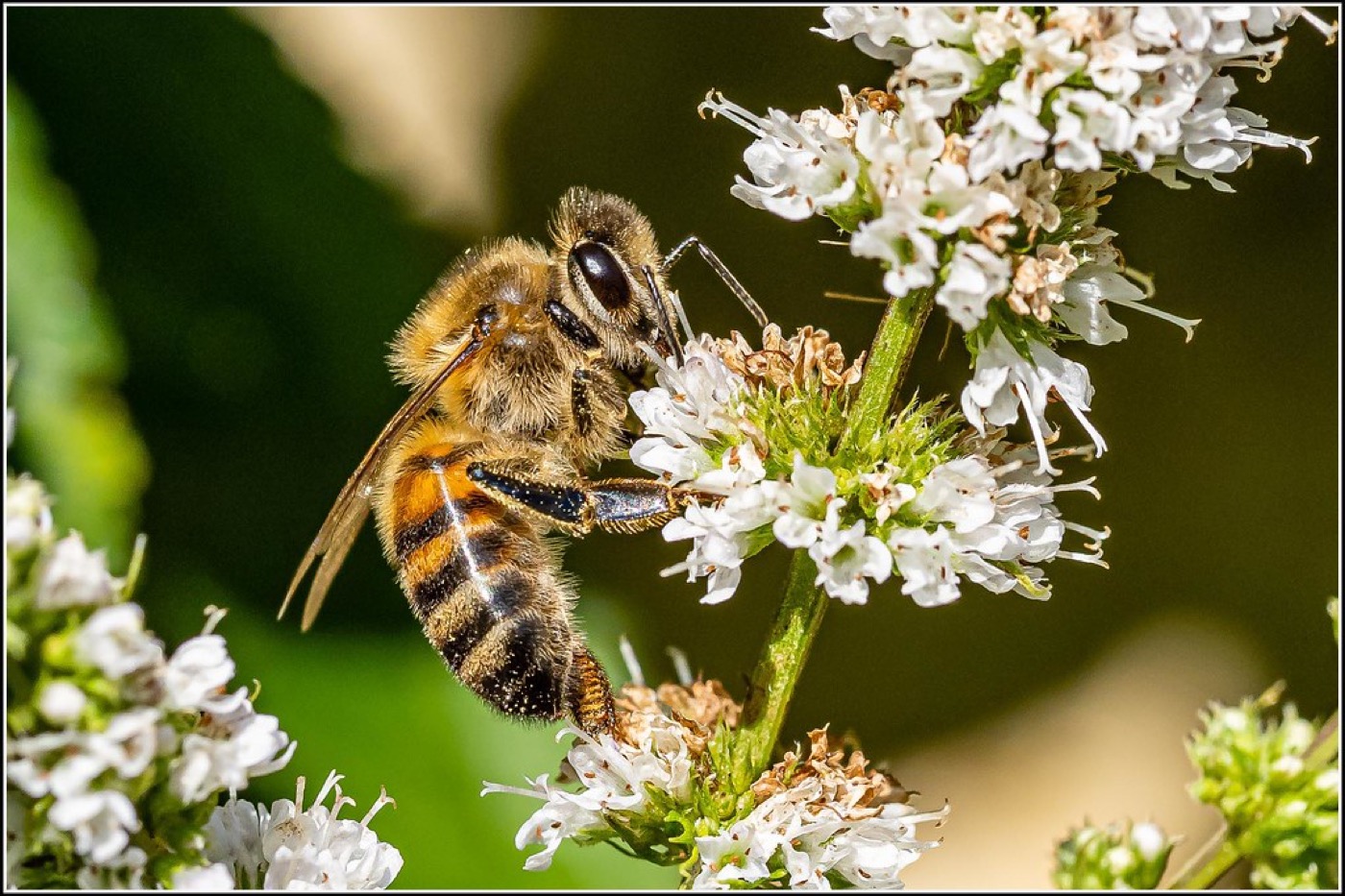 Abeja polinizando flores de menta en un jardín naturalista