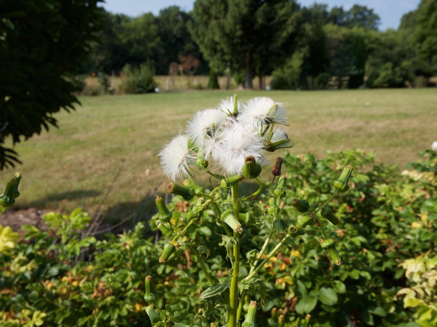 Mala hierba (cerraja) creciendo en un parterre de jardín junto al césped
