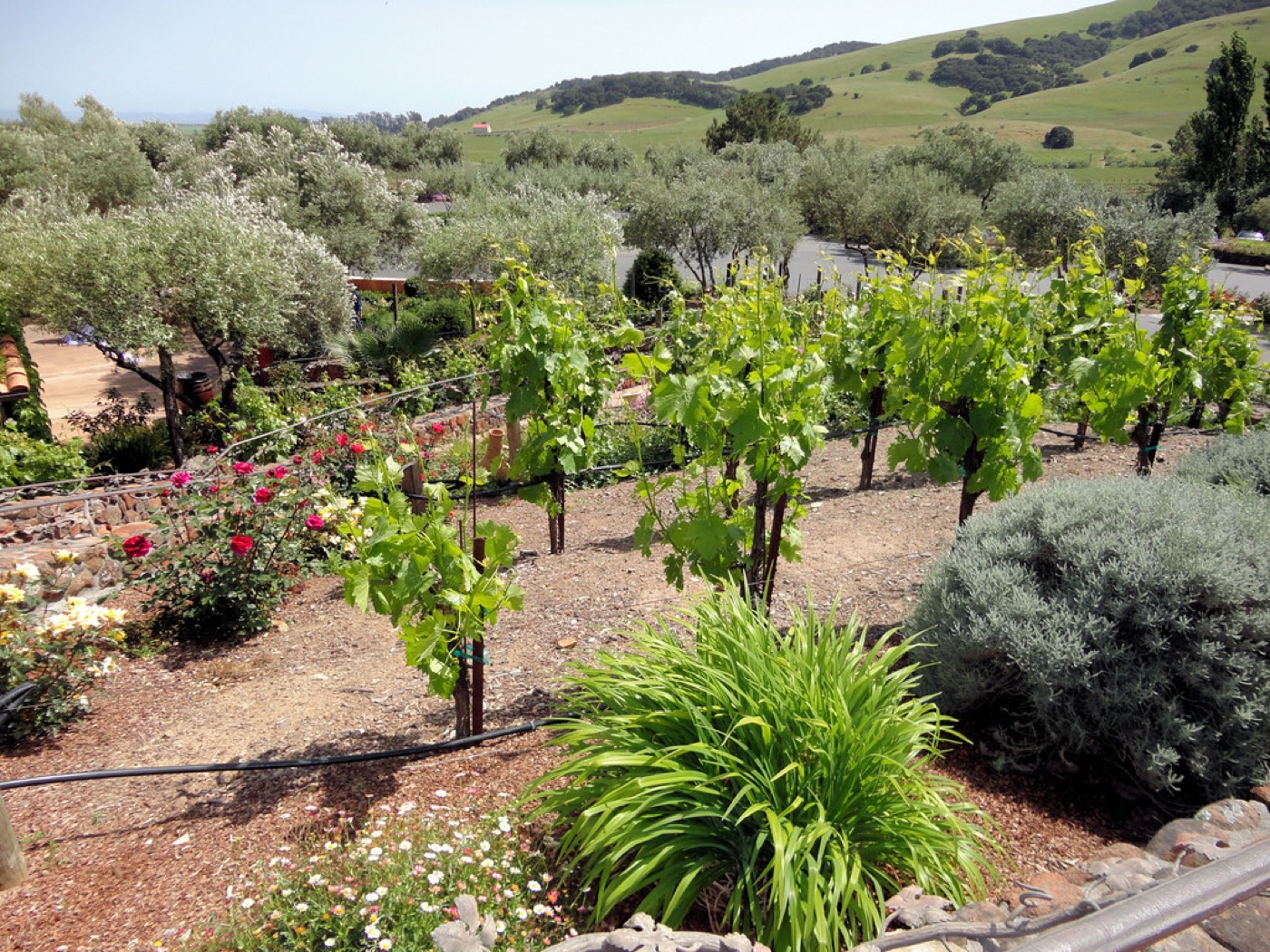 Jardín mediterráneo con olivos, rosas, lavanda y riego por goteo