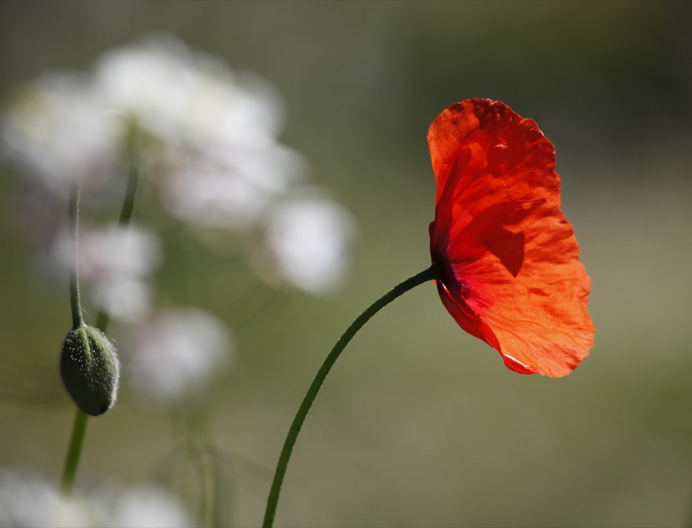 Amapola silvestre entre flores autóctonas típicas de un jardín silvestre español