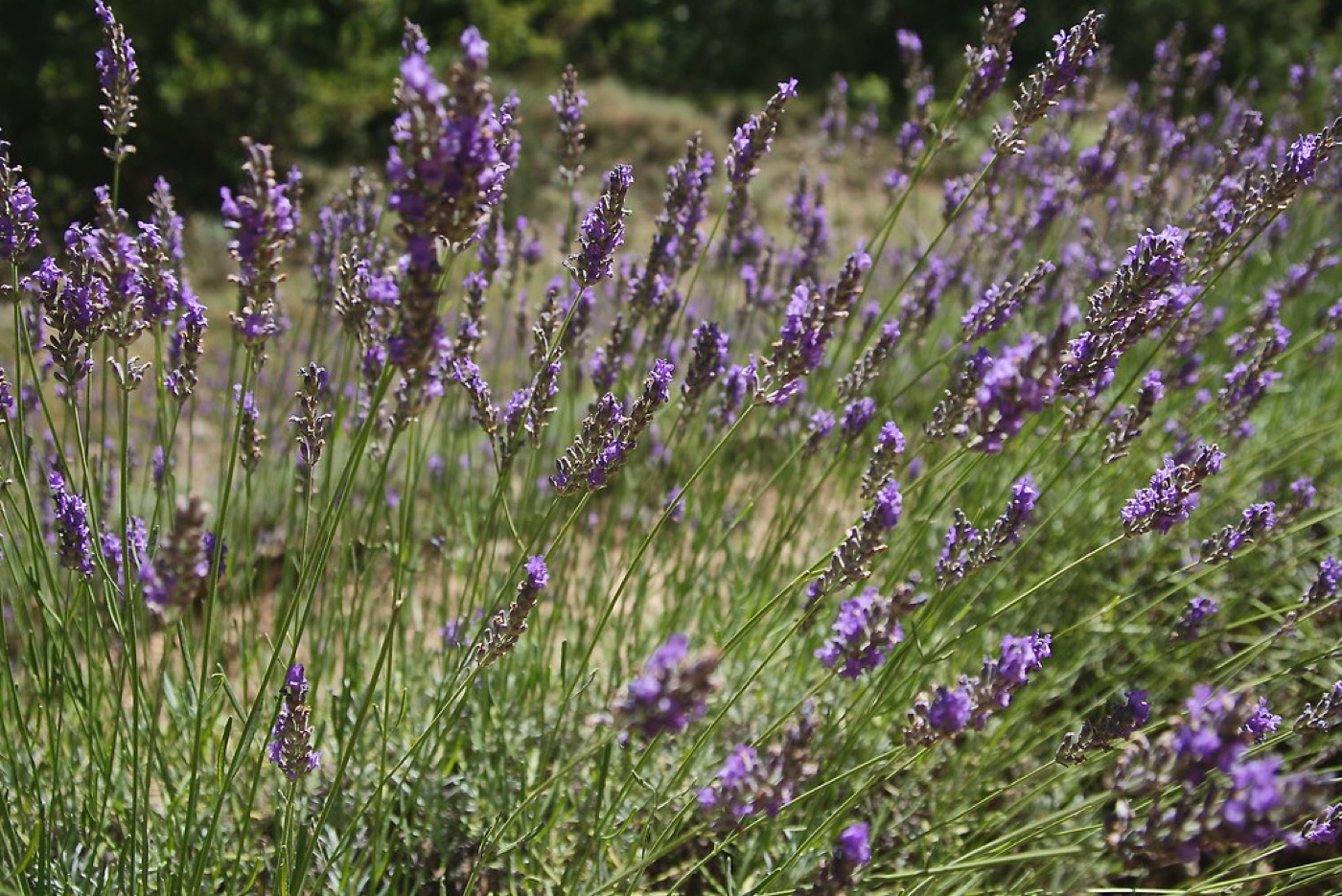 Campo de lavanda, planta típica de los jardines mediterráneos