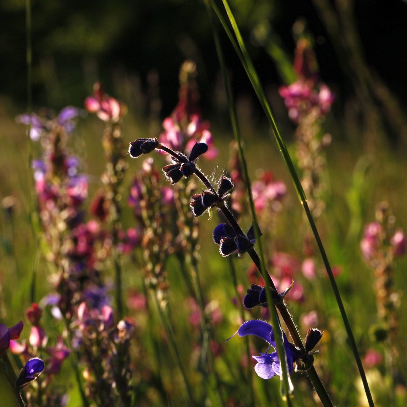 Pradera de flores silvestres en plena floración