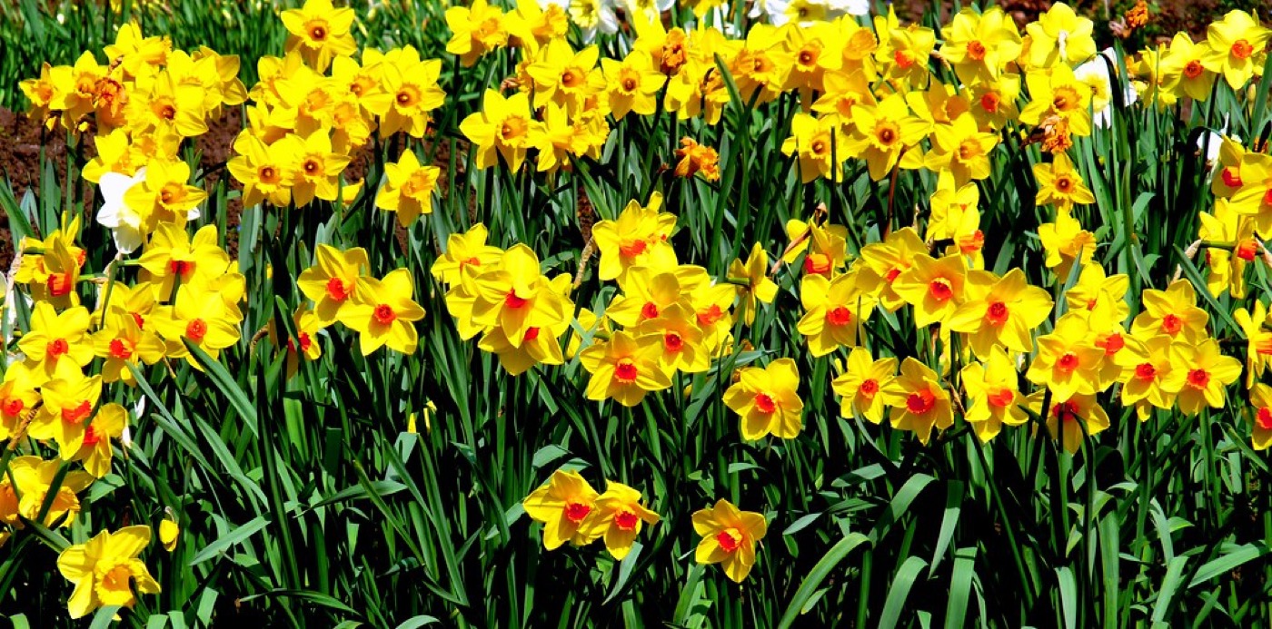 Narcisos en flor anunciando la llegada de la primavera al jardín